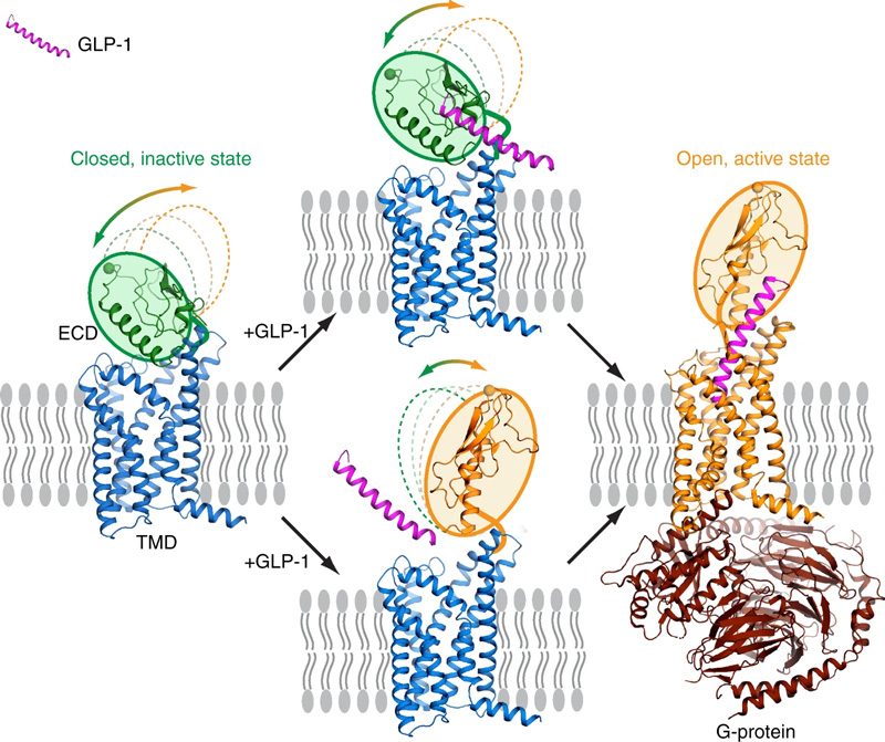 Activation process of full-length GLP-1R