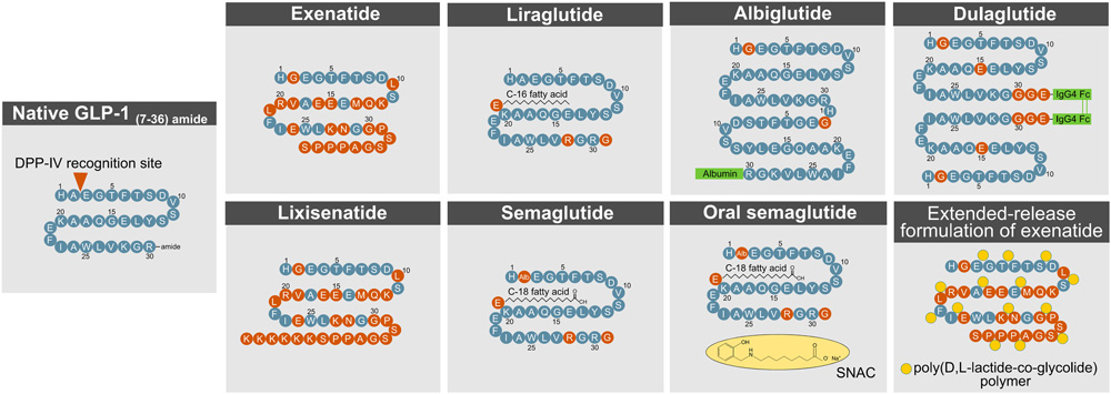 Methods to enhance GLP- 1R action