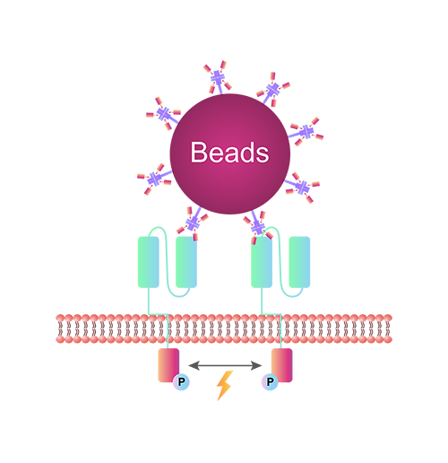 Popular Applications of Target-specific Activation Beads