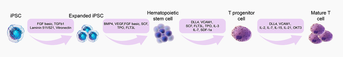 iPSC-T_Workflow