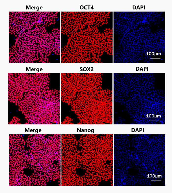 GMP Laminin521 Validation Data