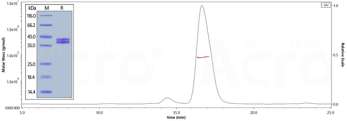 High purity and structural homogeneity verified by SDS-PAGE and SEC-MALS