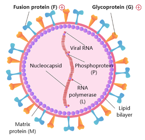 Nature reviews. Drug discovery vol. 20,7 (2021): 531-550.