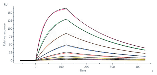 Biotinylated Human HLA-A*02:01 NY-ESO-1 