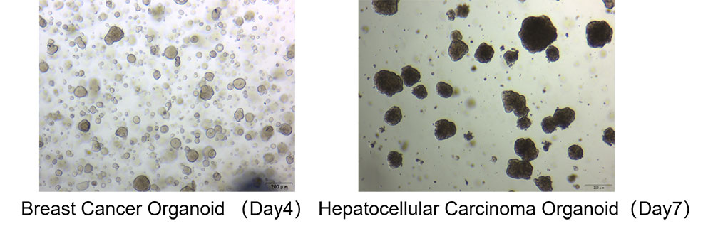 Organoid Culturing