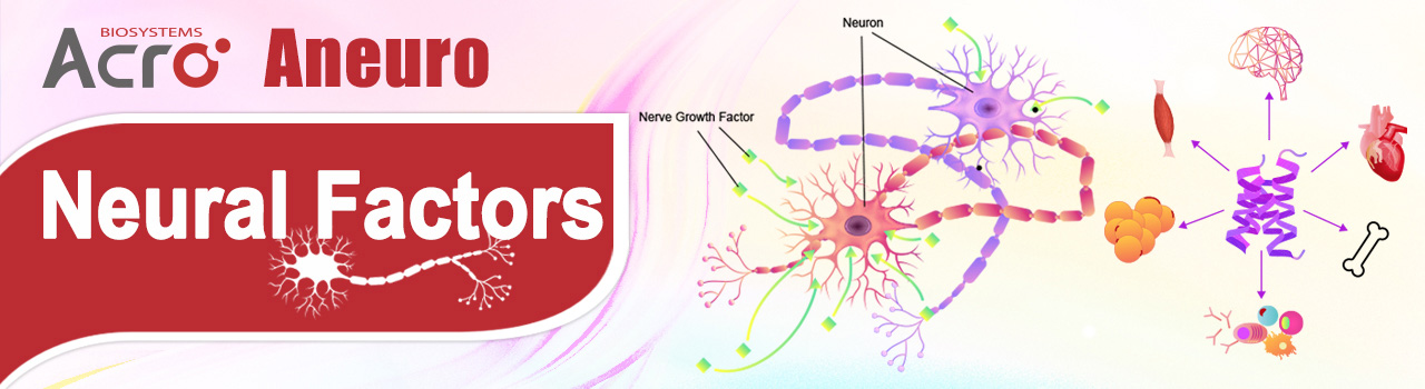 Aneuro | 神経栄養因子