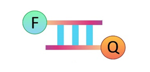 DNase / RNase Activity Detection Kits