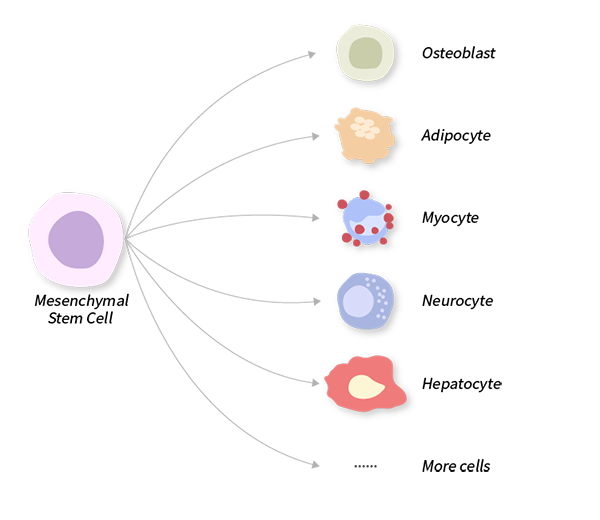 Mesenchymal Stem Cell