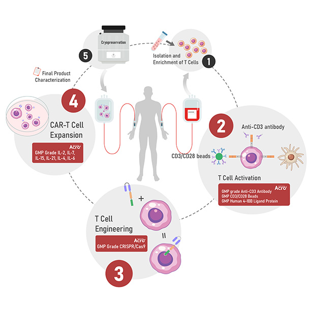 CMC Production Process of Adoptive T Cell Therapies