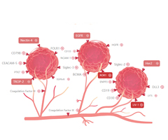 ADC-related target proteins