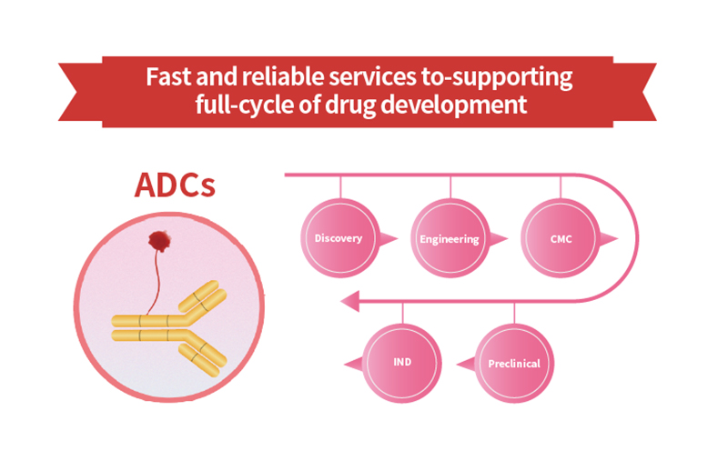 SPR/BLI analytical in ADCs