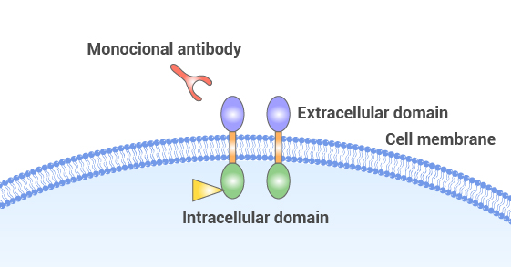 Target enzyme