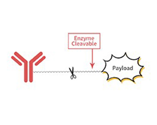 Cathepsin B proteases