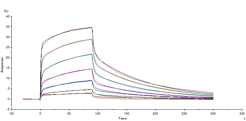 Fc receptors-High batch to batch consistency