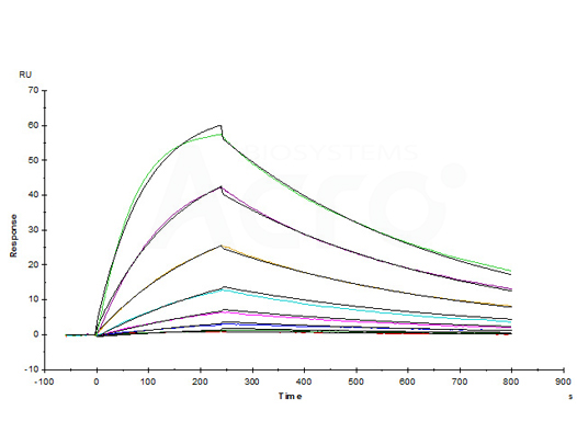 LAG-3, SPR-validated protein