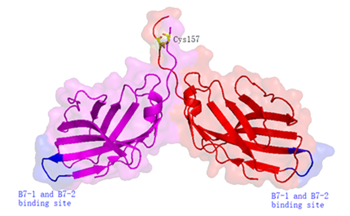 CTLA-4 homodimer