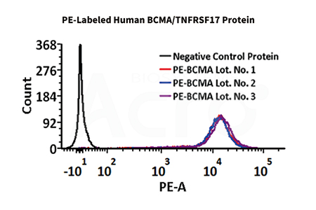 PE-BCMA batch-to-batch consistency verified by FACS