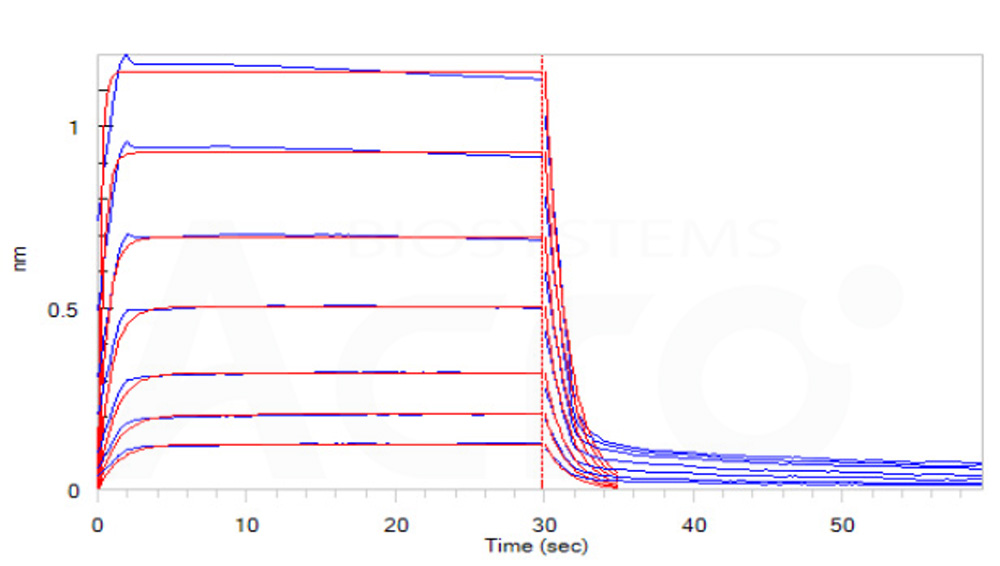  Fc gamma RIIB/C / CD32b/c BLI