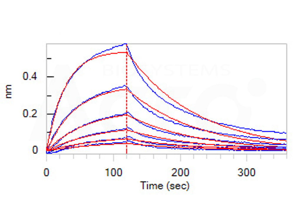 Human_FcRn_Heterodimer_Protein_Bli