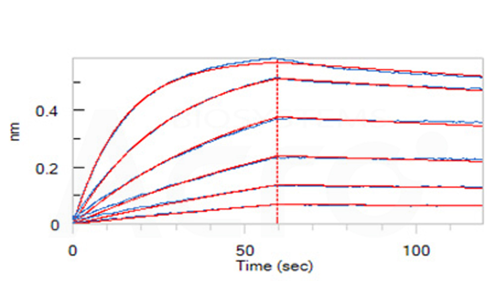 Human_FcRn_Heterodimer_Protein_Bli