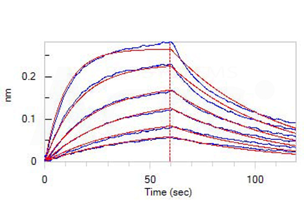 Human_FcRn_Heterodimer_Protein_Bli