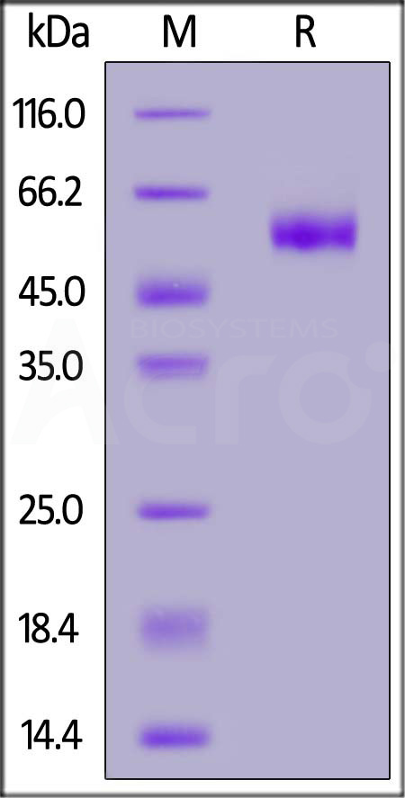 41B-C5253-sds