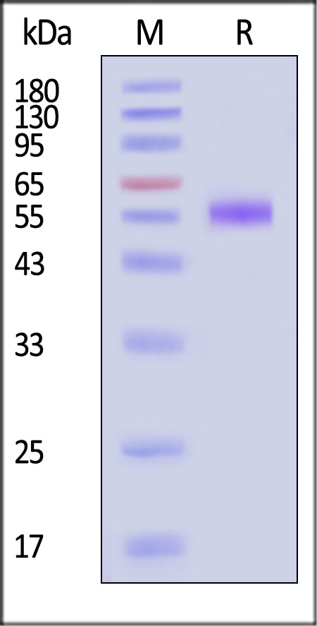 41B-H5258-sds