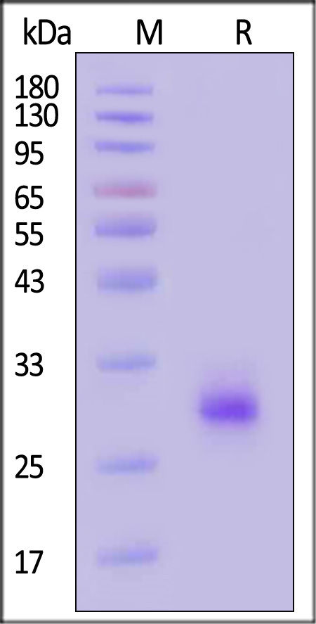 41B-H53H3-sds