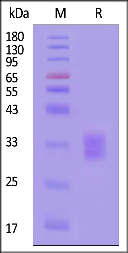 41B-H82E6-sds