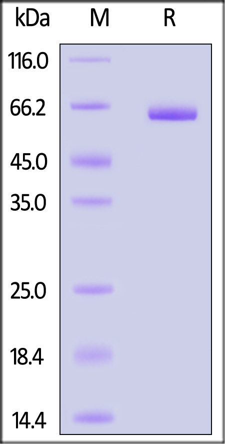 ALPG SDS-PAGE