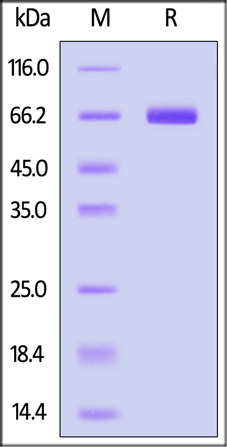 ALPG SDS-PAGE