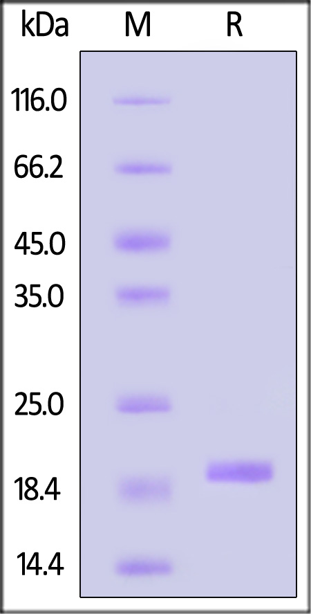 Alpha-Synuclein SDS-PAGE