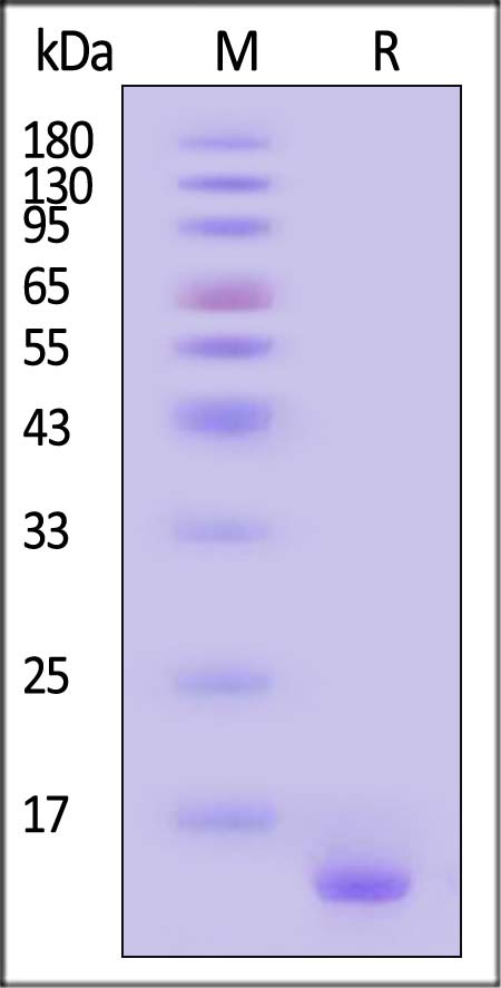 Alpha-synuclein SDS-PAGE