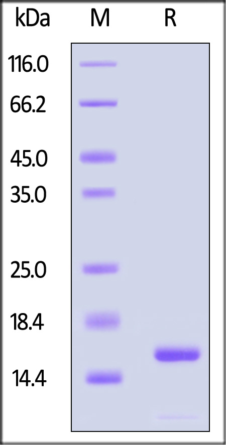 Alpha-synuclein SDS-PAGE