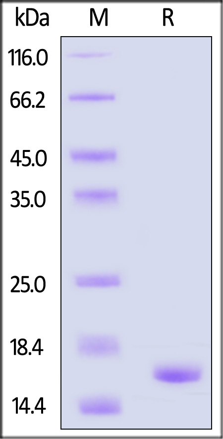 Alpha-synuclein SDS-PAGE