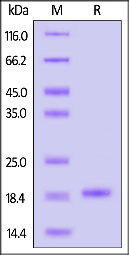 Alpha-synuclein SDS-PAGE