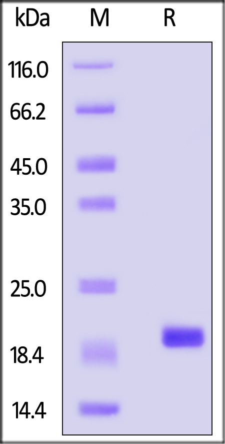 Alpha-synuclein SDS-PAGE