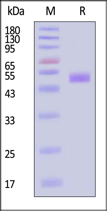 AN7-H52H3-sds