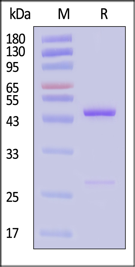 BC1-H513a-sds