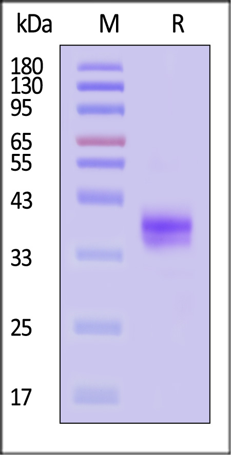 BC7-H5254-sds