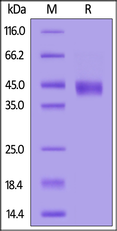 BCMA SDS-PAGE