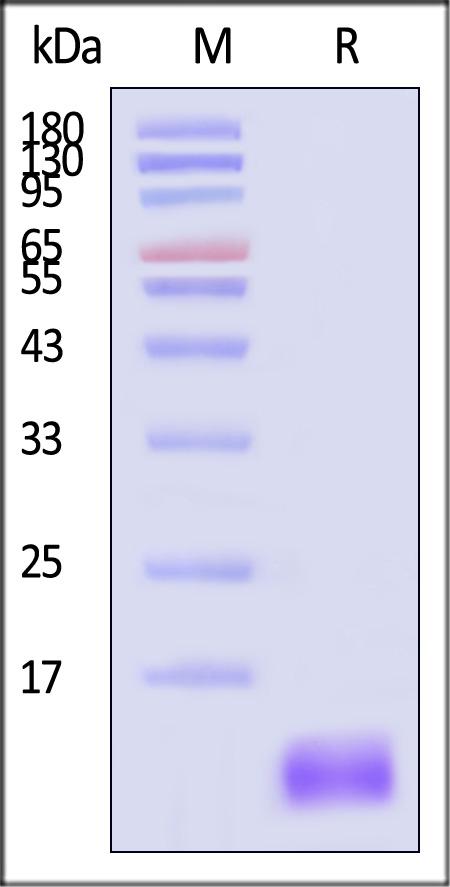 BCA-C52H7-sds