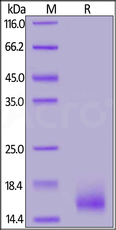 BCA-C82E5-sds