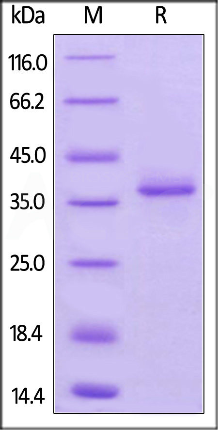 BCMA SDS-PAGE