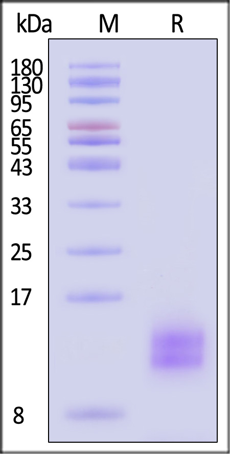 BCA-M52H3-sds