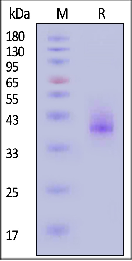 BCA-M82F0-sds