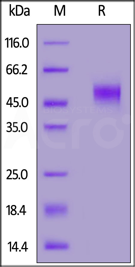 BEP-V5220-sds