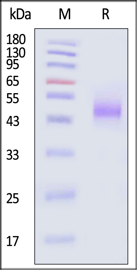 BT1-H52E6-sds