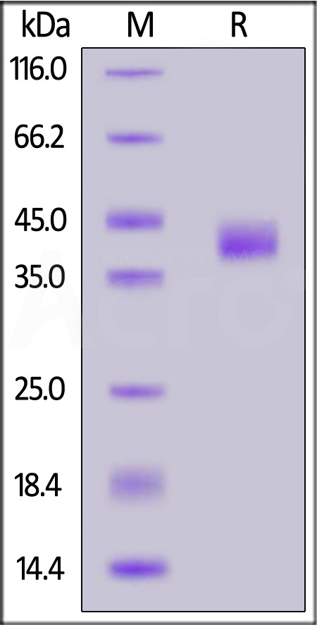 BT1-H52H6-sds