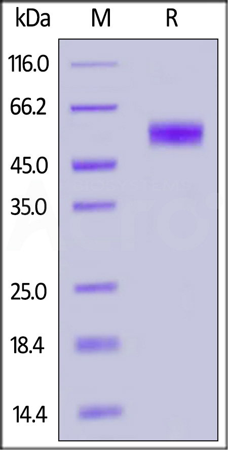 BTA-H5258-sds